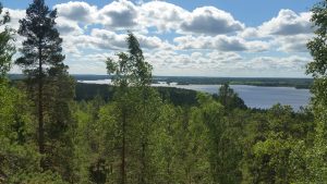 Kesäinen luontokuva Suomesta, metsää ja taustalla järvi