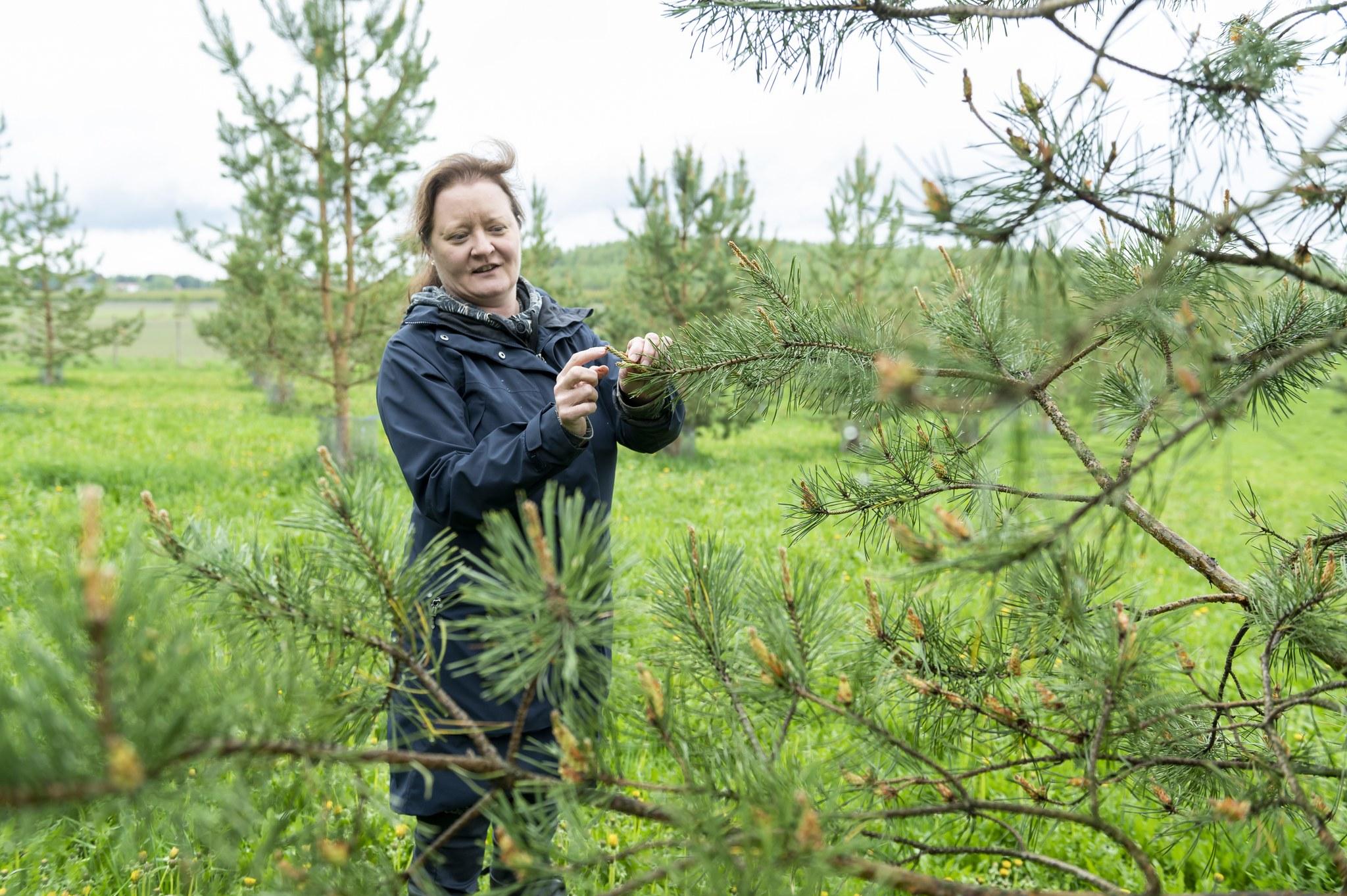 Nainen tarkastelee ja pitelee käsissään männynoksaa männyn siemenviljelmällä Oitissa.