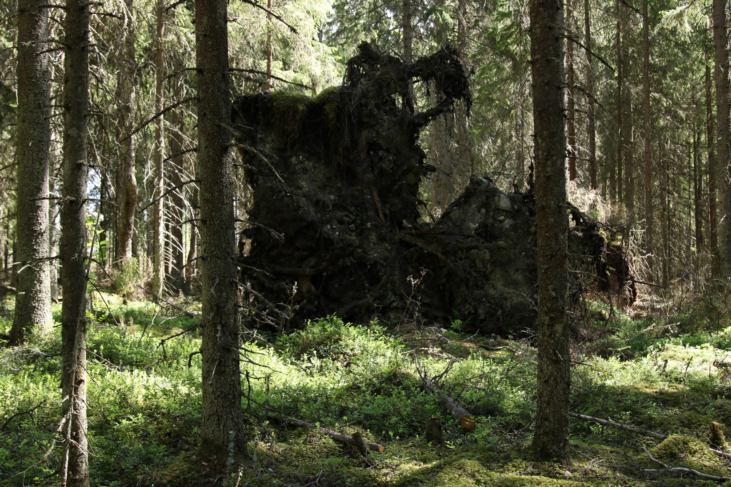 Suomen metsät kohtaavat ilmaston, joka voi nostaa tuhoriskin aivan eri  tasolle - uusi selvitys kokoaa ilmastofaktat - Tapio
