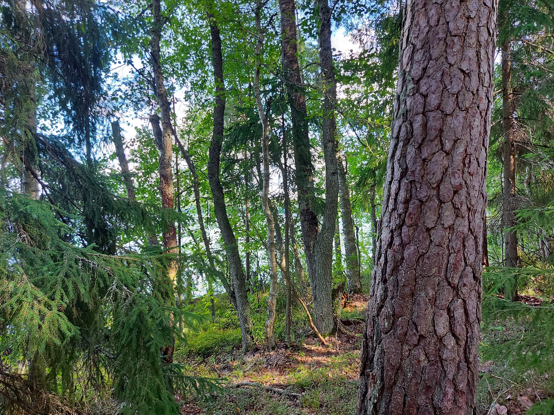 Parempaa luonnonhoitoa talousmetsiin tarvitaan nyt | Blogi Lauri Saaristo -  Tapio