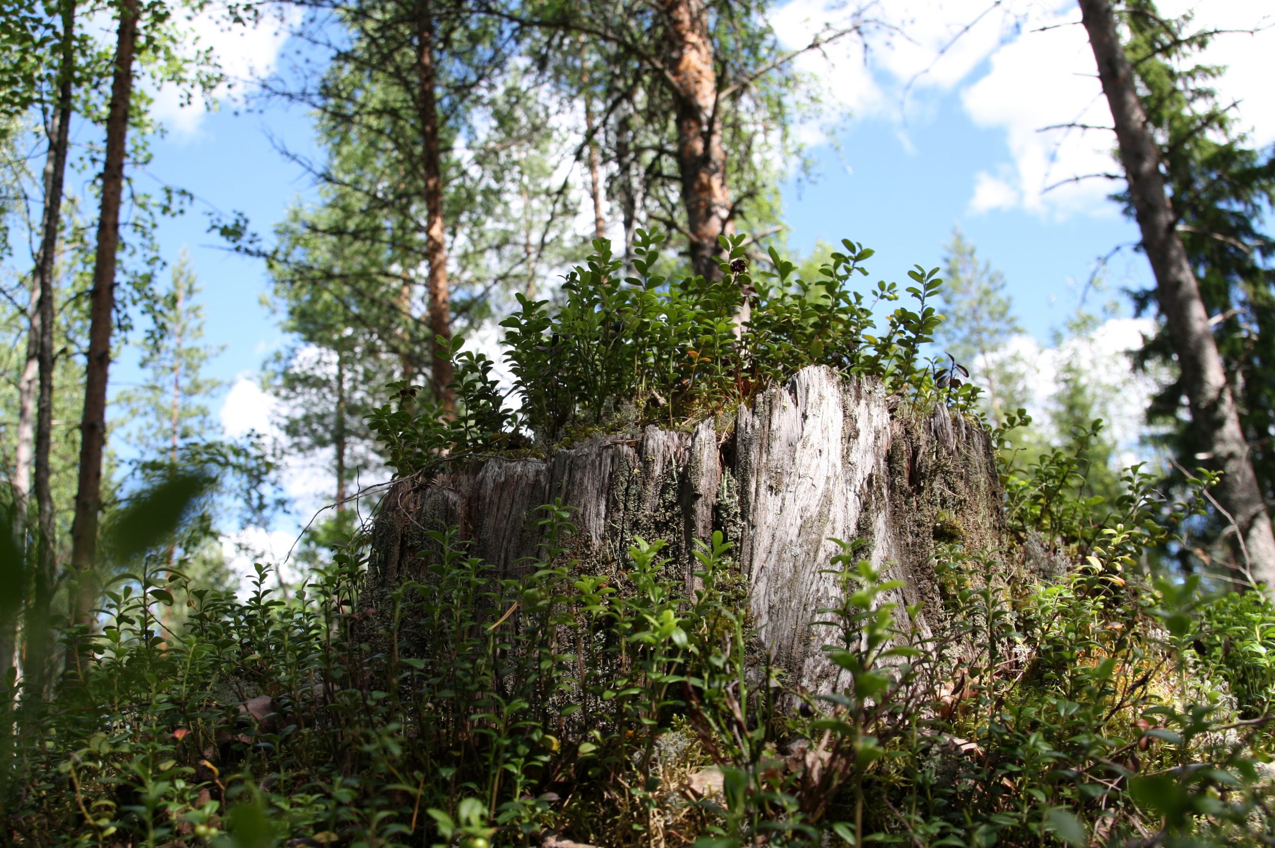 Metsä osaksi kunnan hyvinvointityötä - Tapio