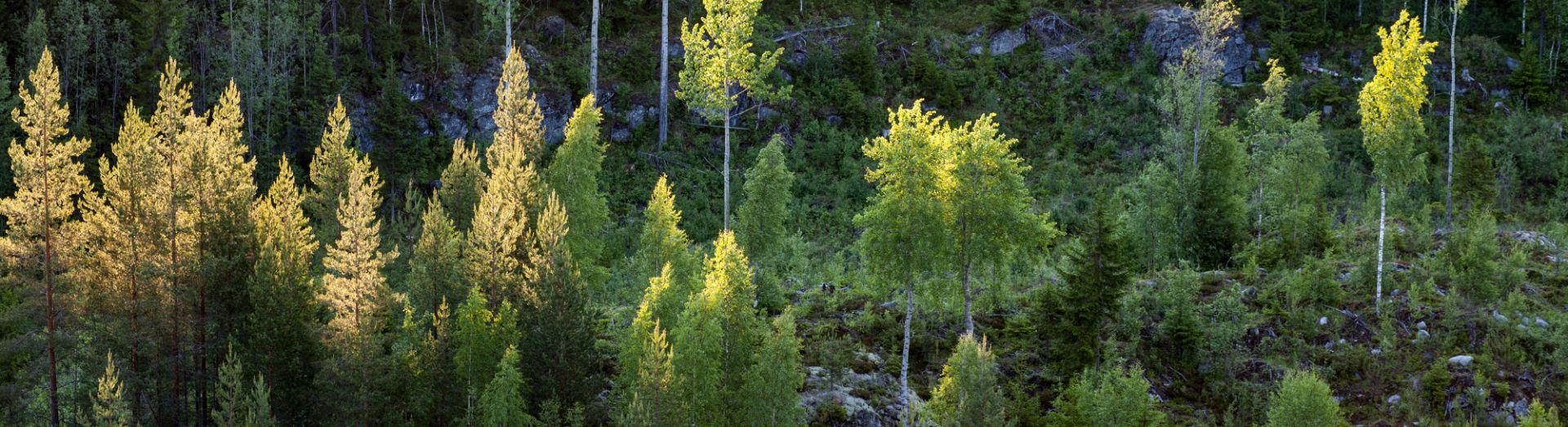 Metsänhoidon suositukset - Tapio