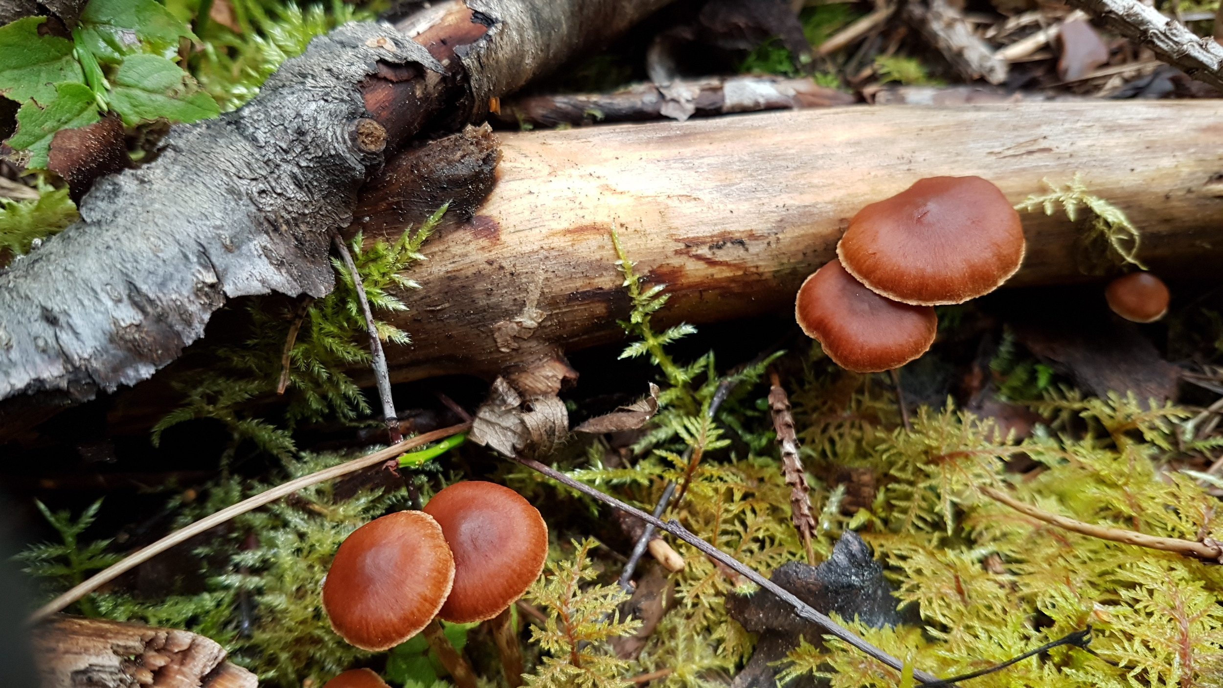 sieniä lahopuun vieressä syksyisessä metsässä