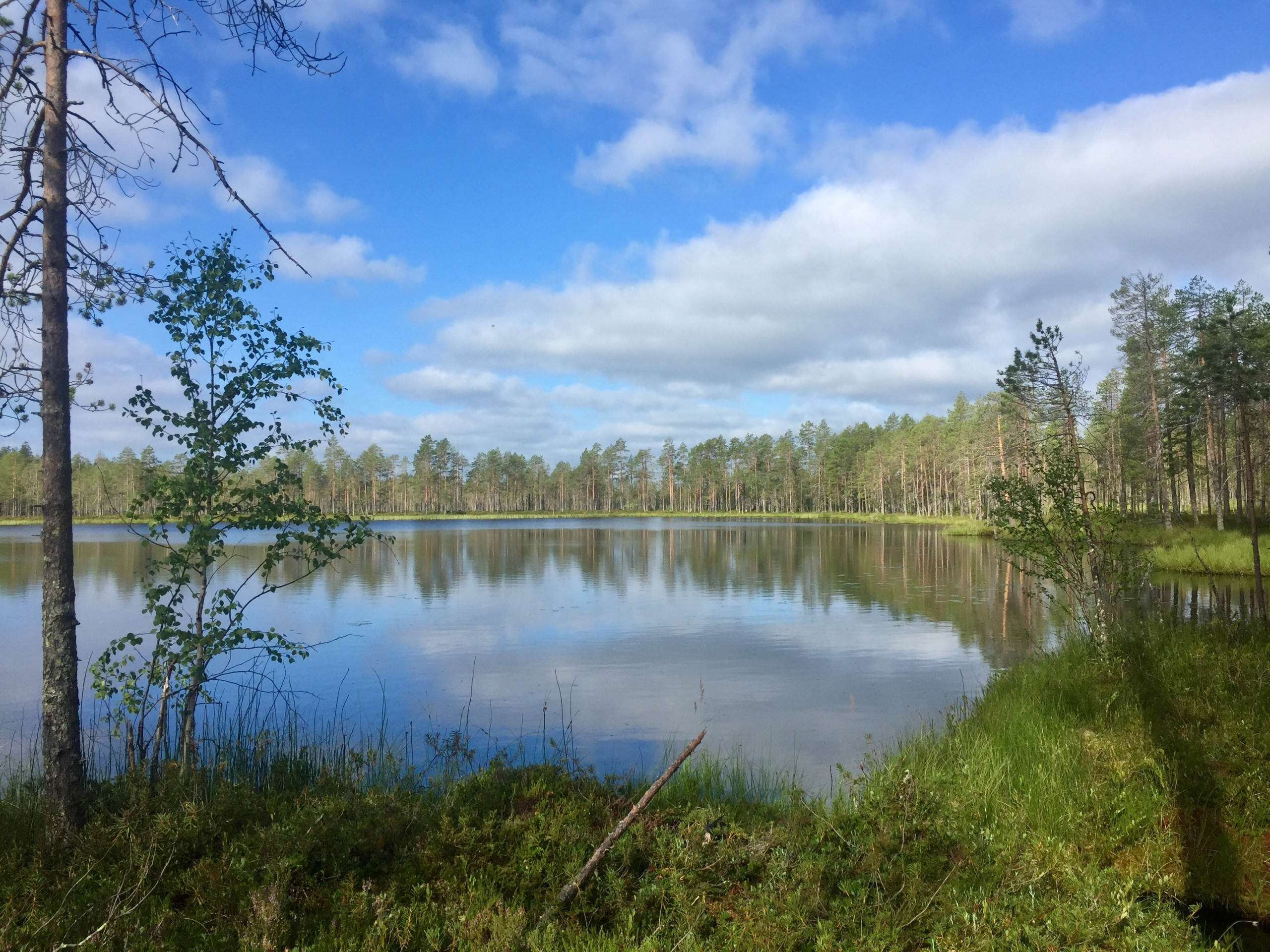 kesäinen järvimaisema jota ympäröi suometsä