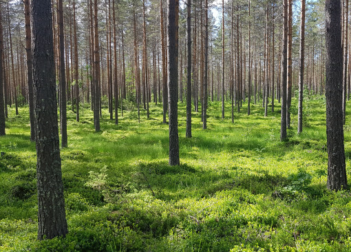 Webinaari .: Uudet metsän harvennusmallit käyttöön - Tapio