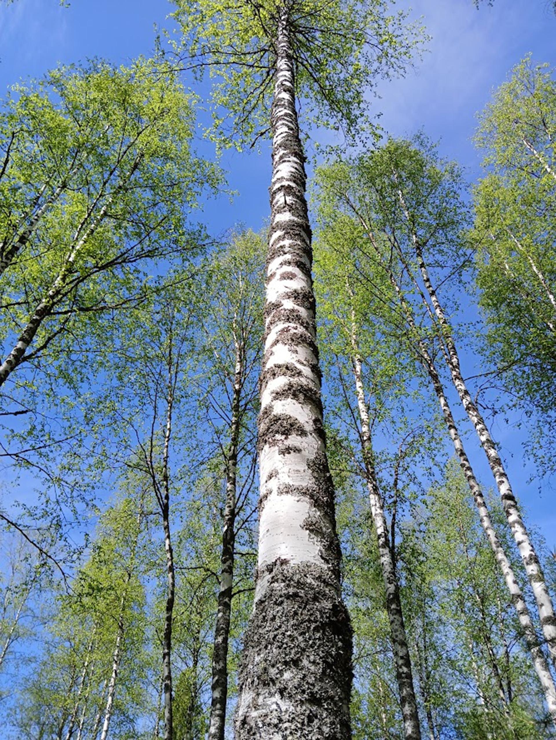 hieskoivun-kasvupotentiaali-ja-hy-dynt-misen-mahdollisuudet-tapio