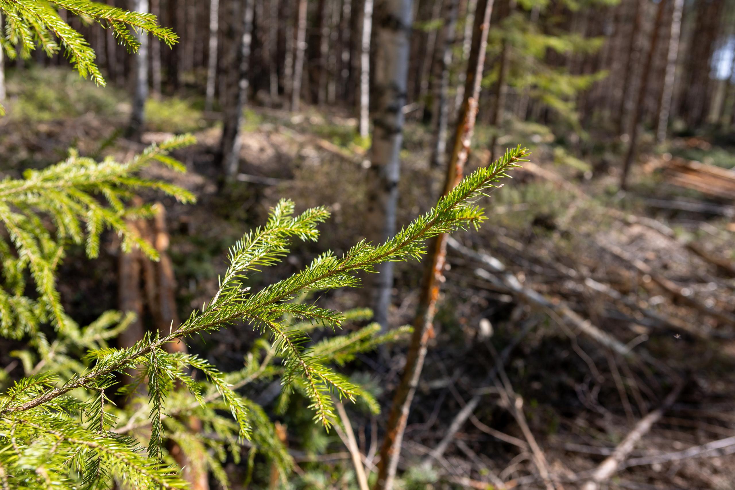 keväistä metsätyömaa maisemaa