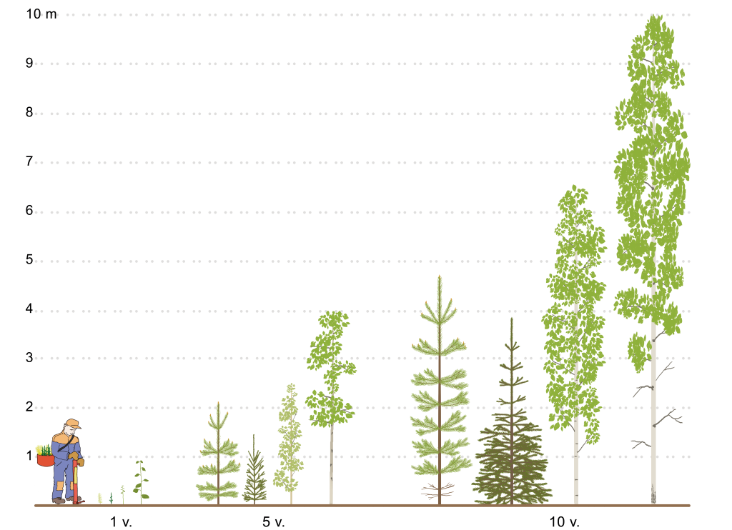 Kaavio, joka havainnollistaa eri puulajien eritahtisen kasvuvauhdin.