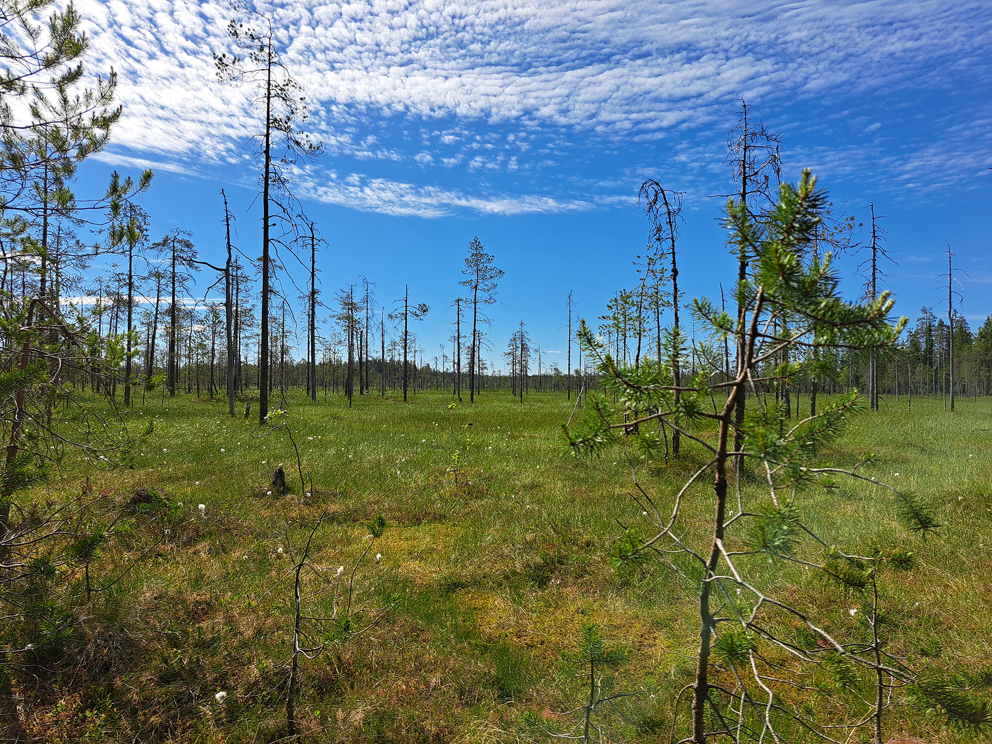 kesäinen suometsämaisema