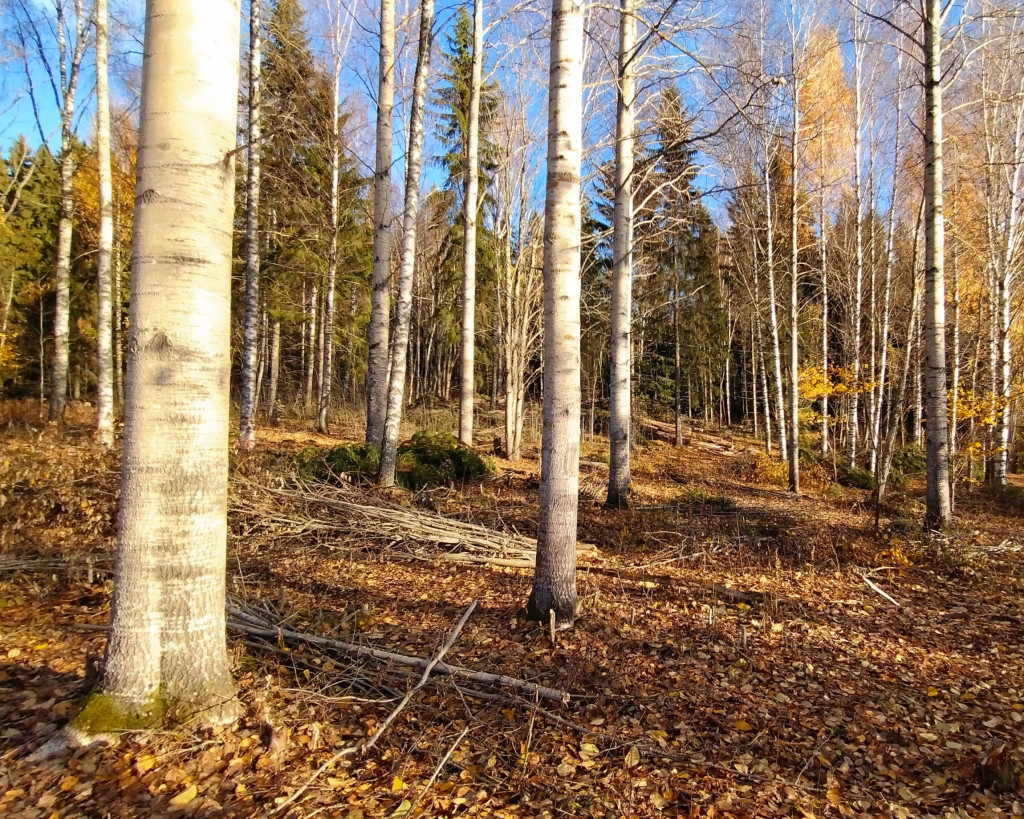 Pilppa vertailu hoitotoimien jälkeen