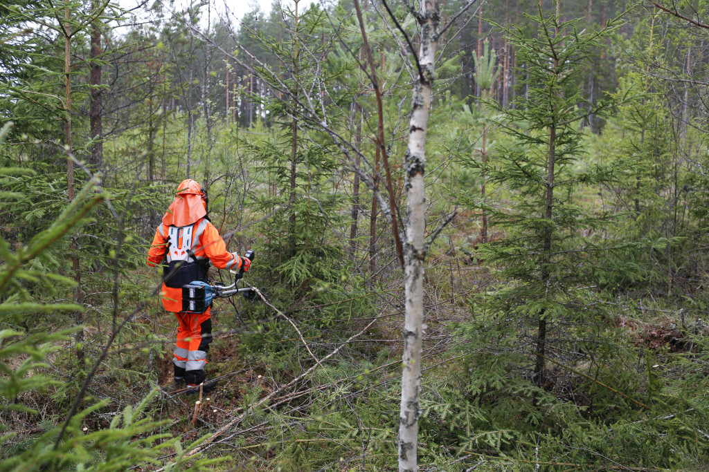 Henkilö raivaa metsää.