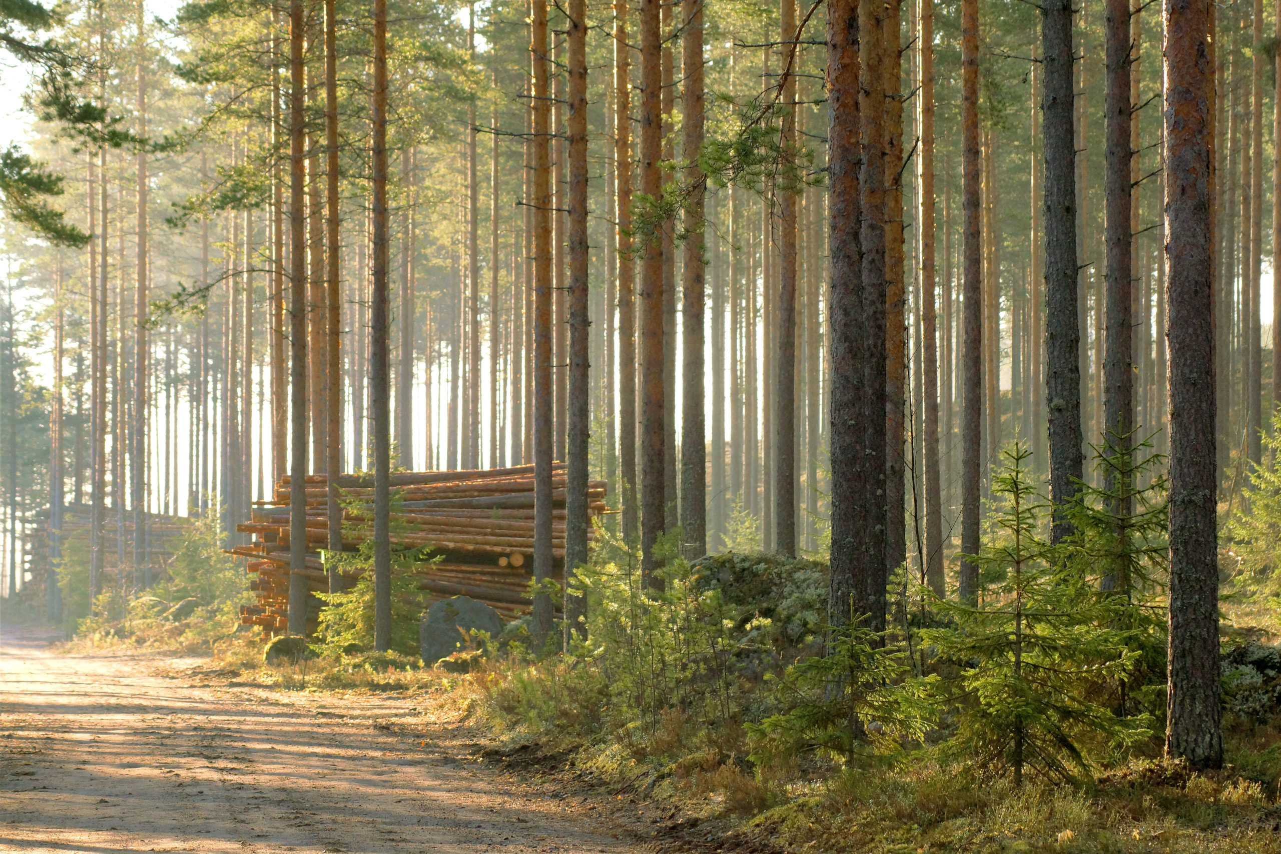 talousmetsämaisemaa, jossa kaadettuja runkoja metsätien varrella pinossa