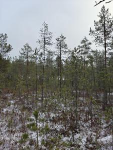 talvista suometsämaisemaa