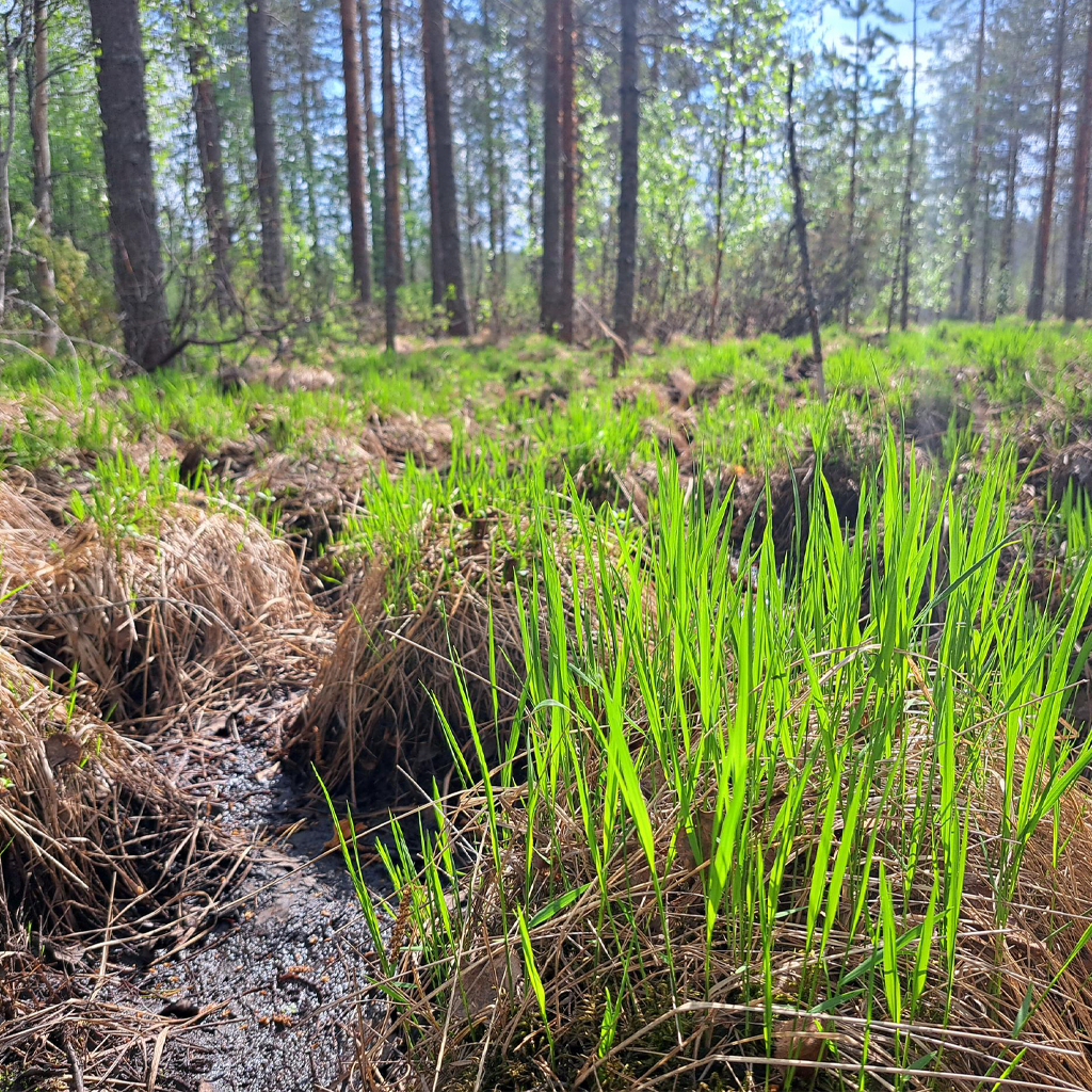 Soista metsämaisemaa