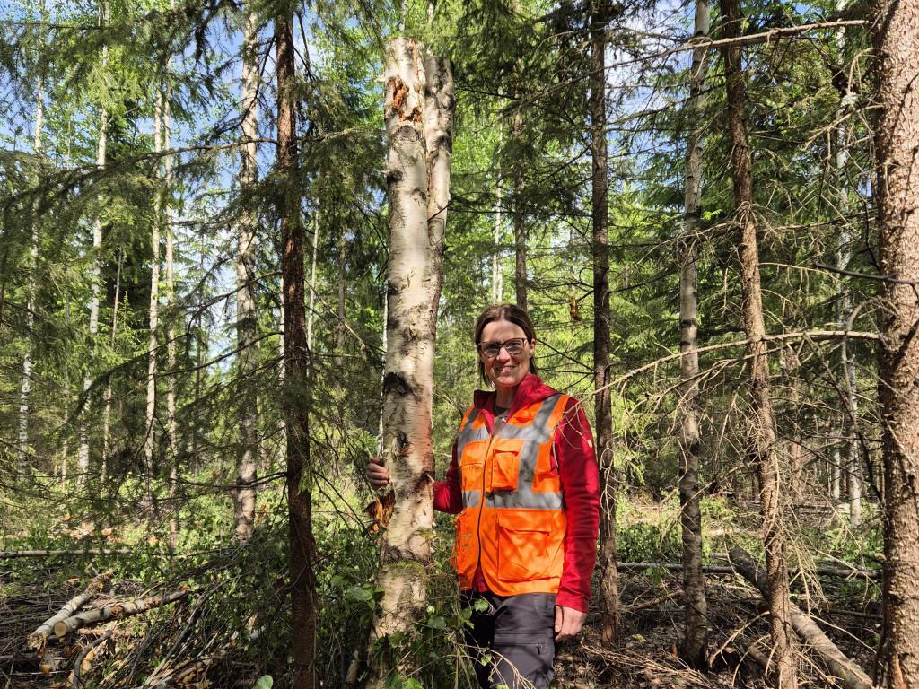 Harvestian vastuullisuusasiantuntija Päivi Mäki kuvattuna metsässä tekopökkelön vieressä.