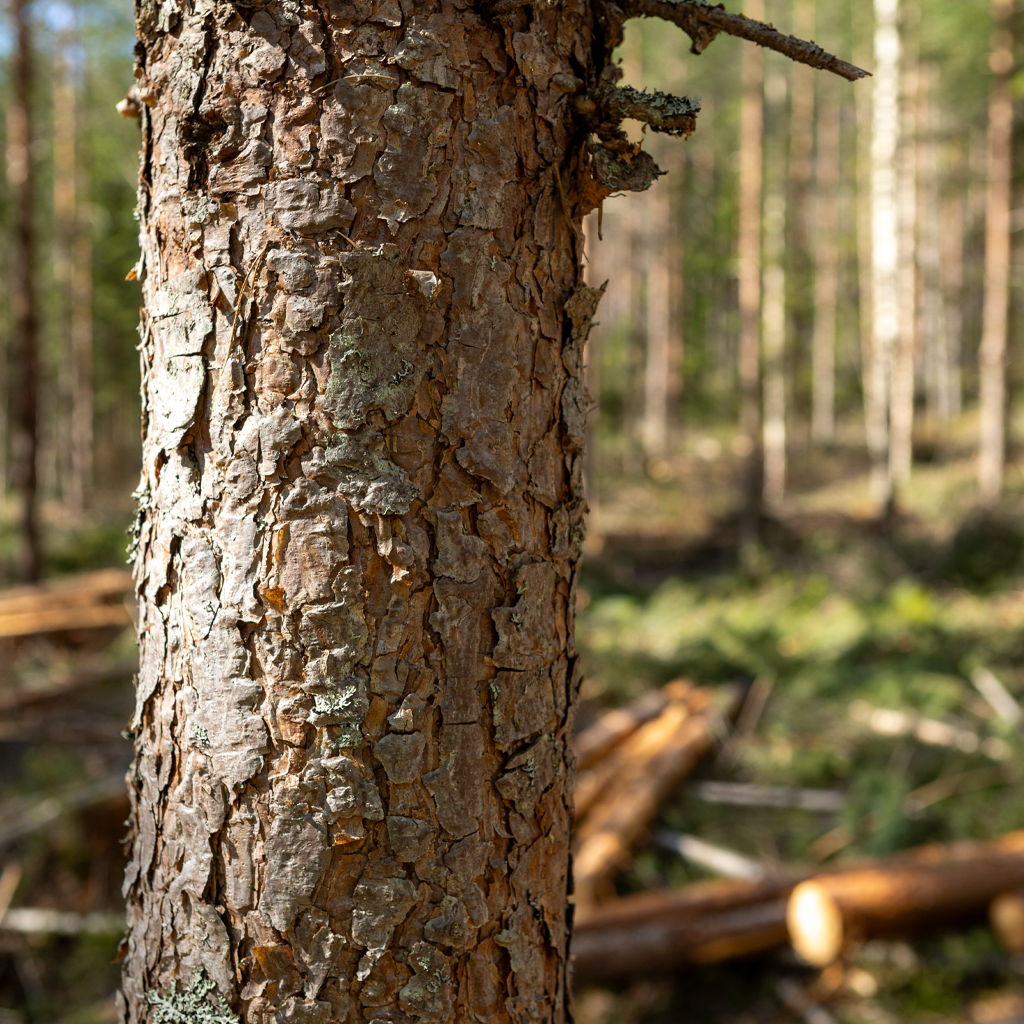 puita hakkuukohteella