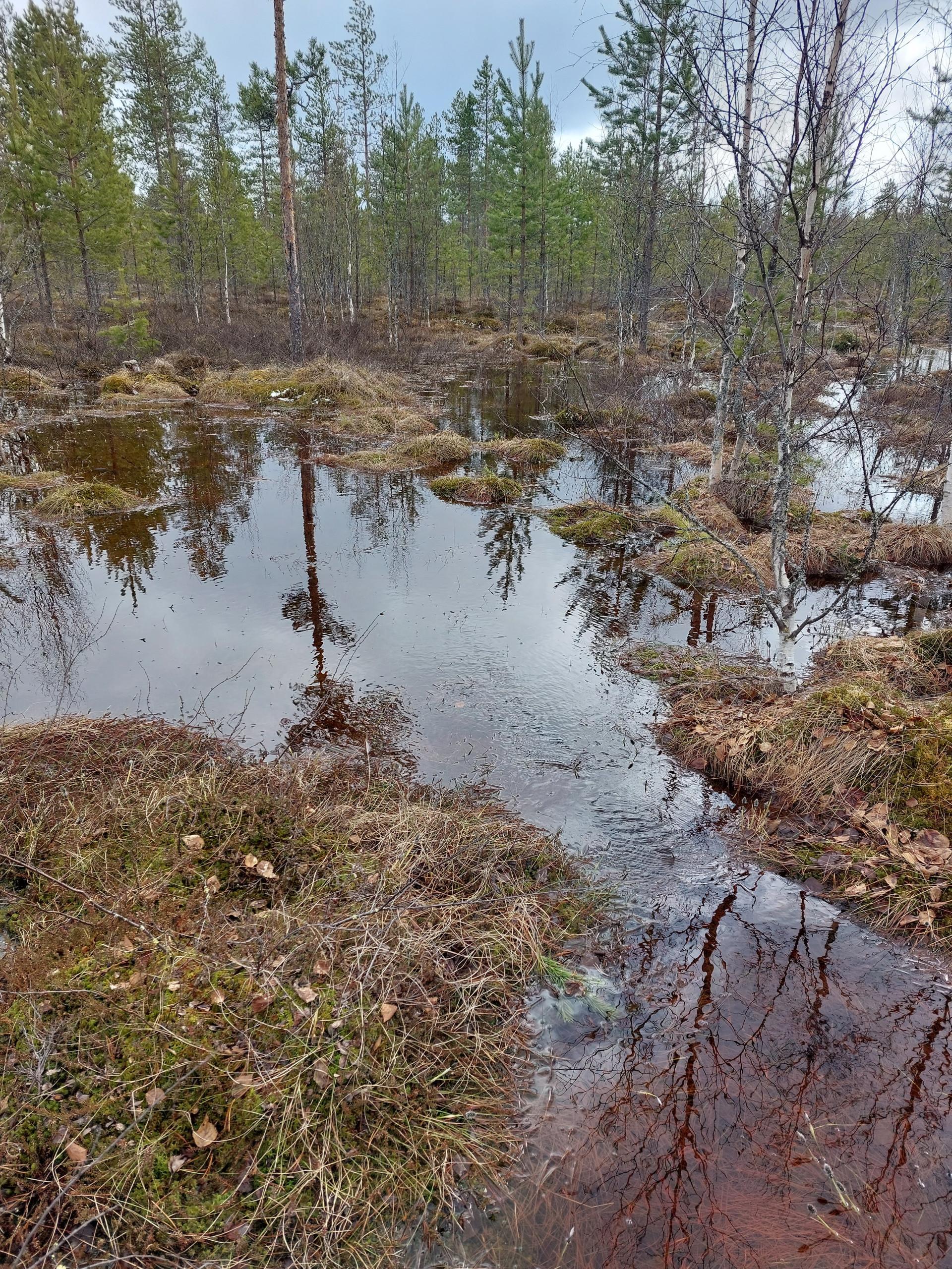 Suoluontoa Iso-Sarasuolla