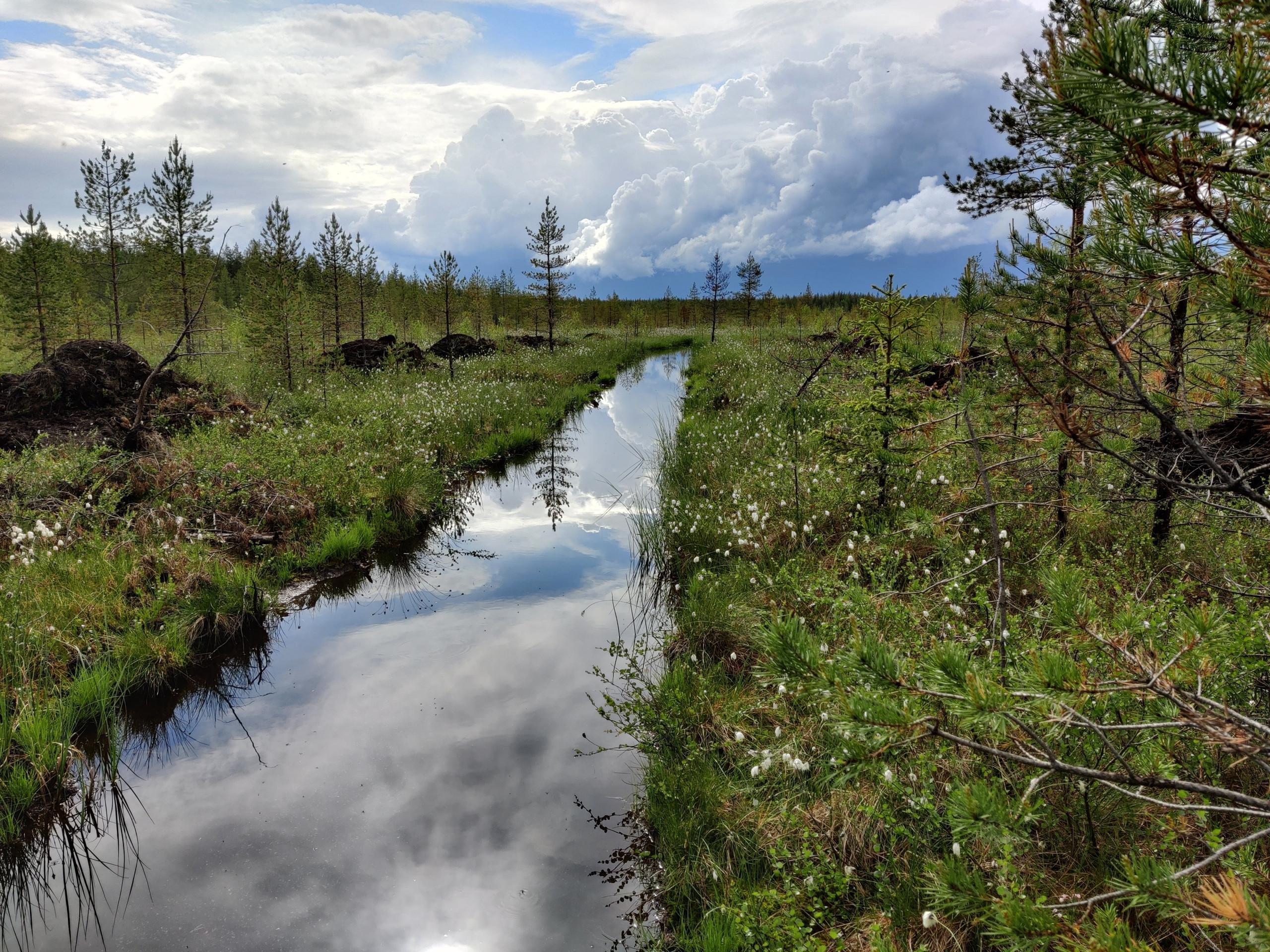 suomaisemaa
