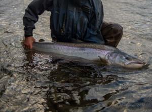 Kalastaja pitelee käsissään kalasaalista