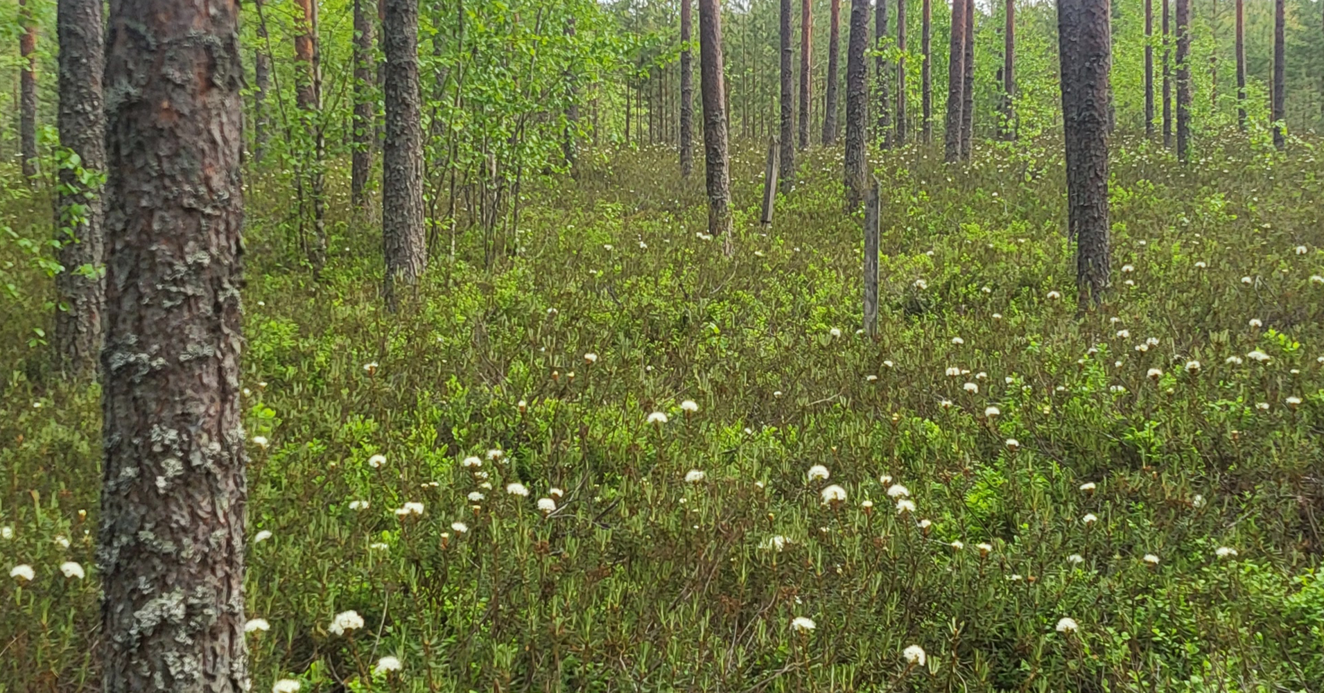 Suometsää