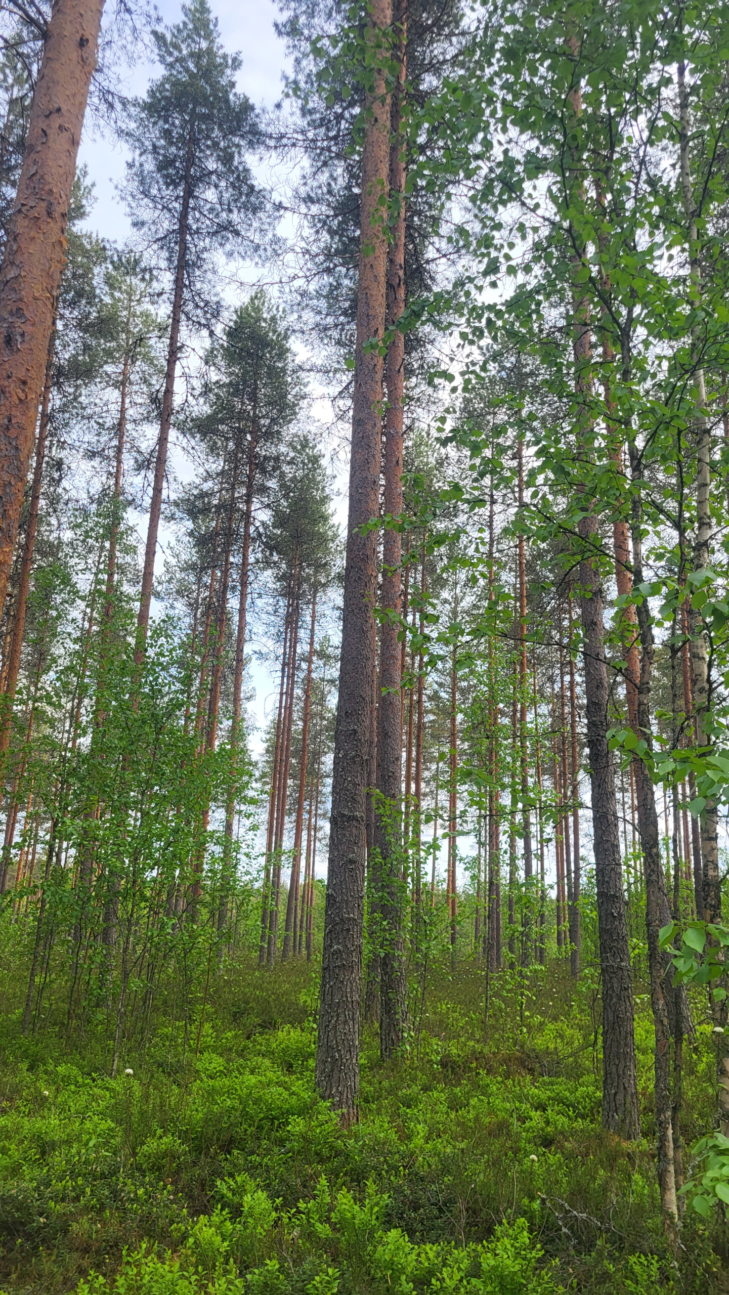 Suometsää