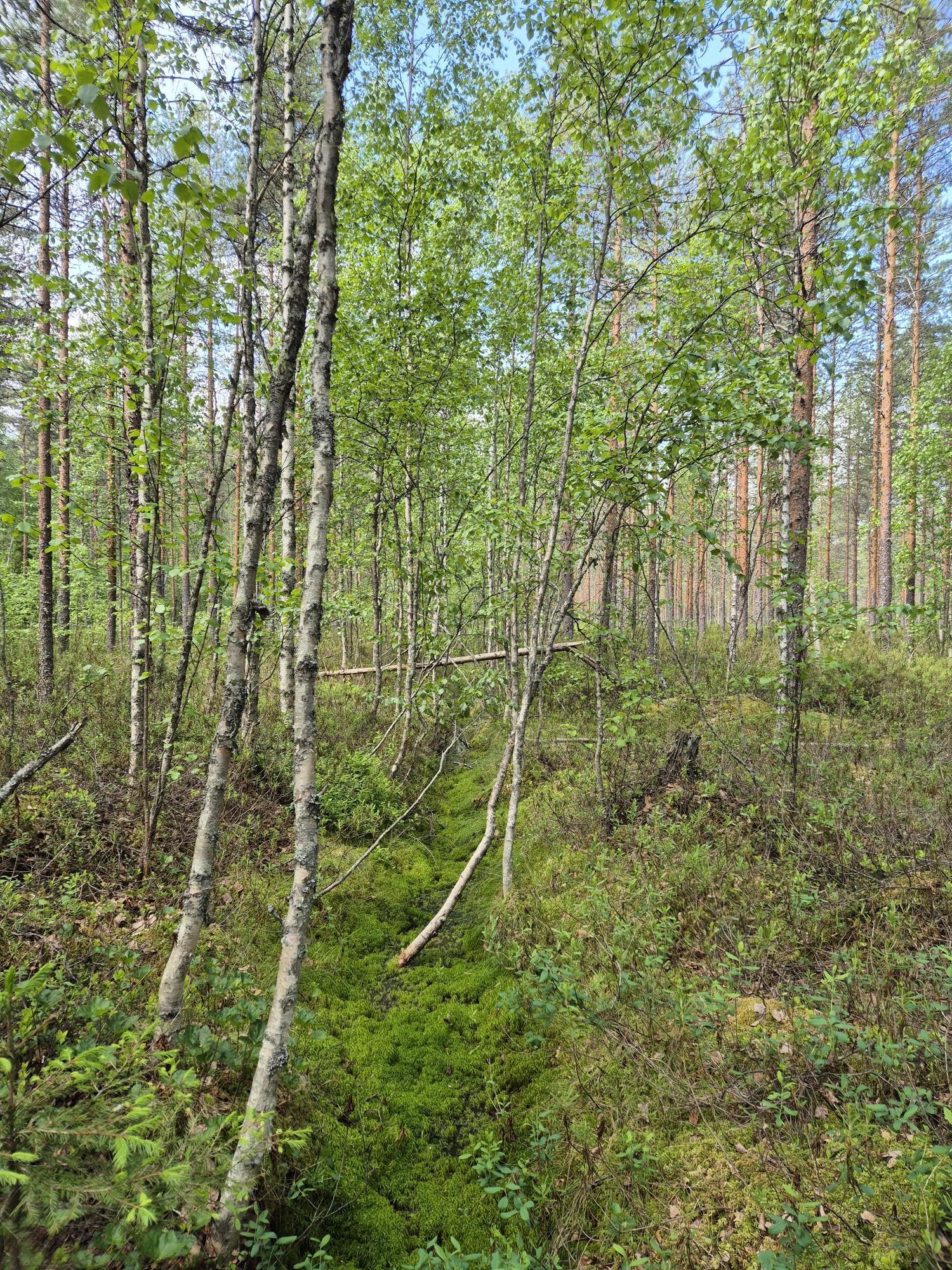 Metsämaisemaa Pielaveden ennallistamiskohteelta