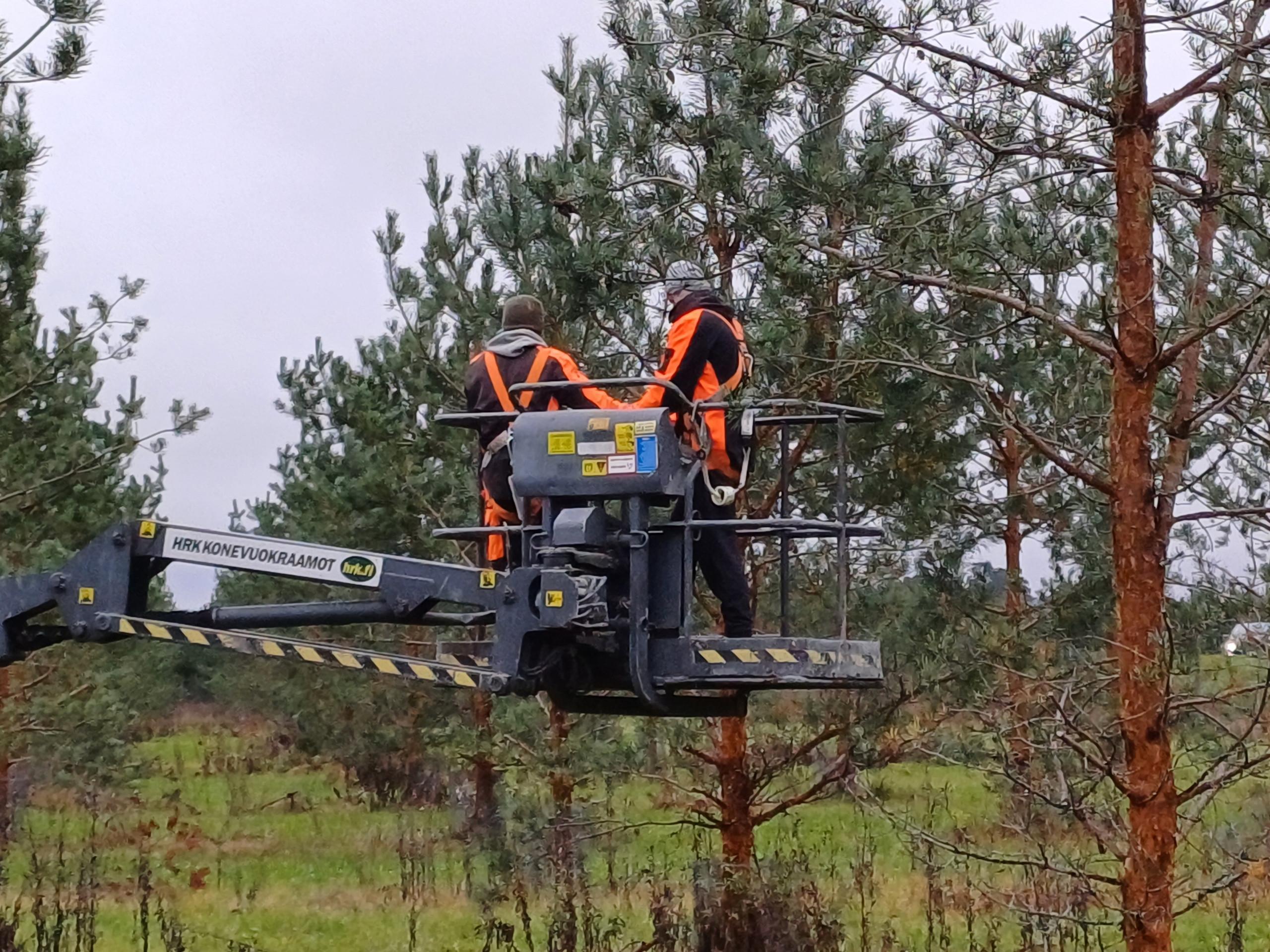 Kaksi henkilöä henkilönostimen kyydissä siemenviljelyksellä