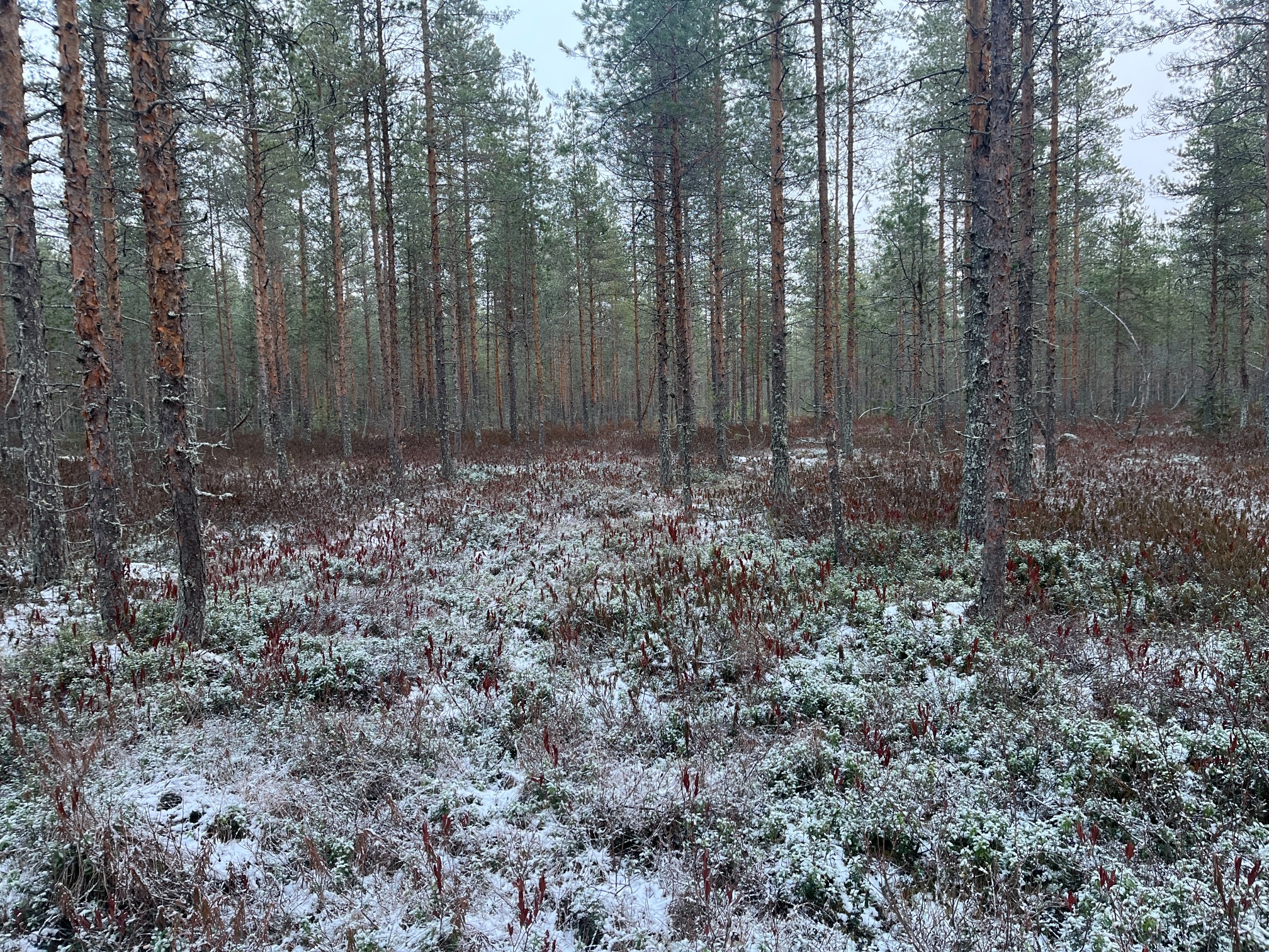 metsämaisemaa