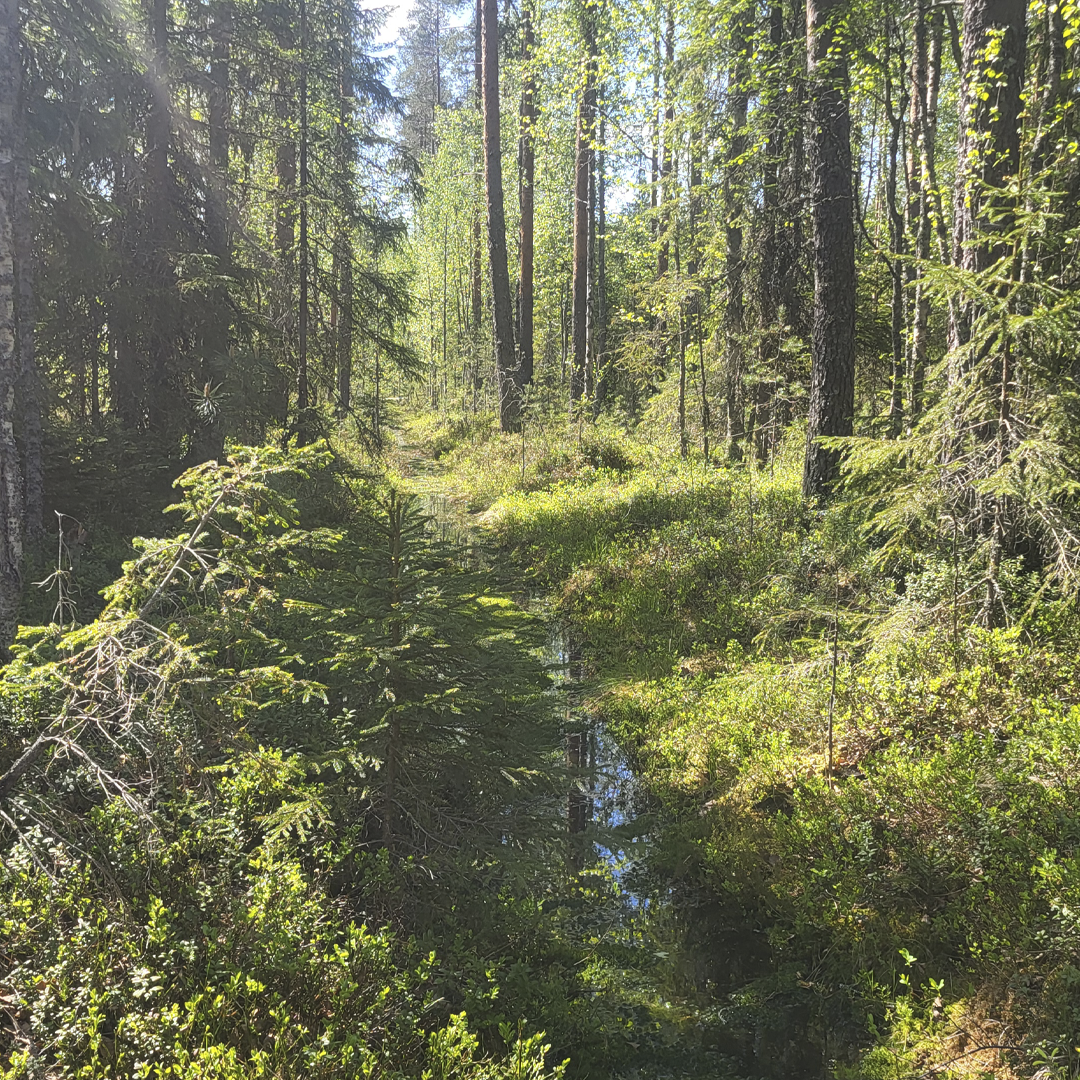 oja suometsässä
