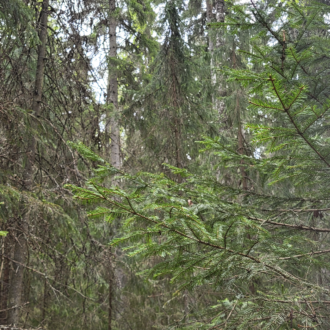havupuiden oksistoa