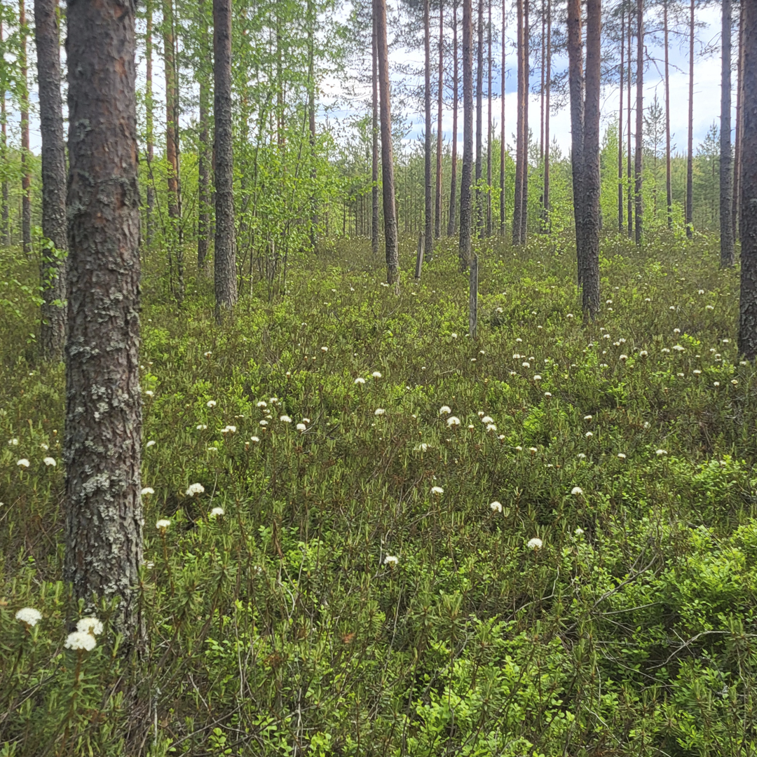 suometsää, jossa suopursuja ja männikköä