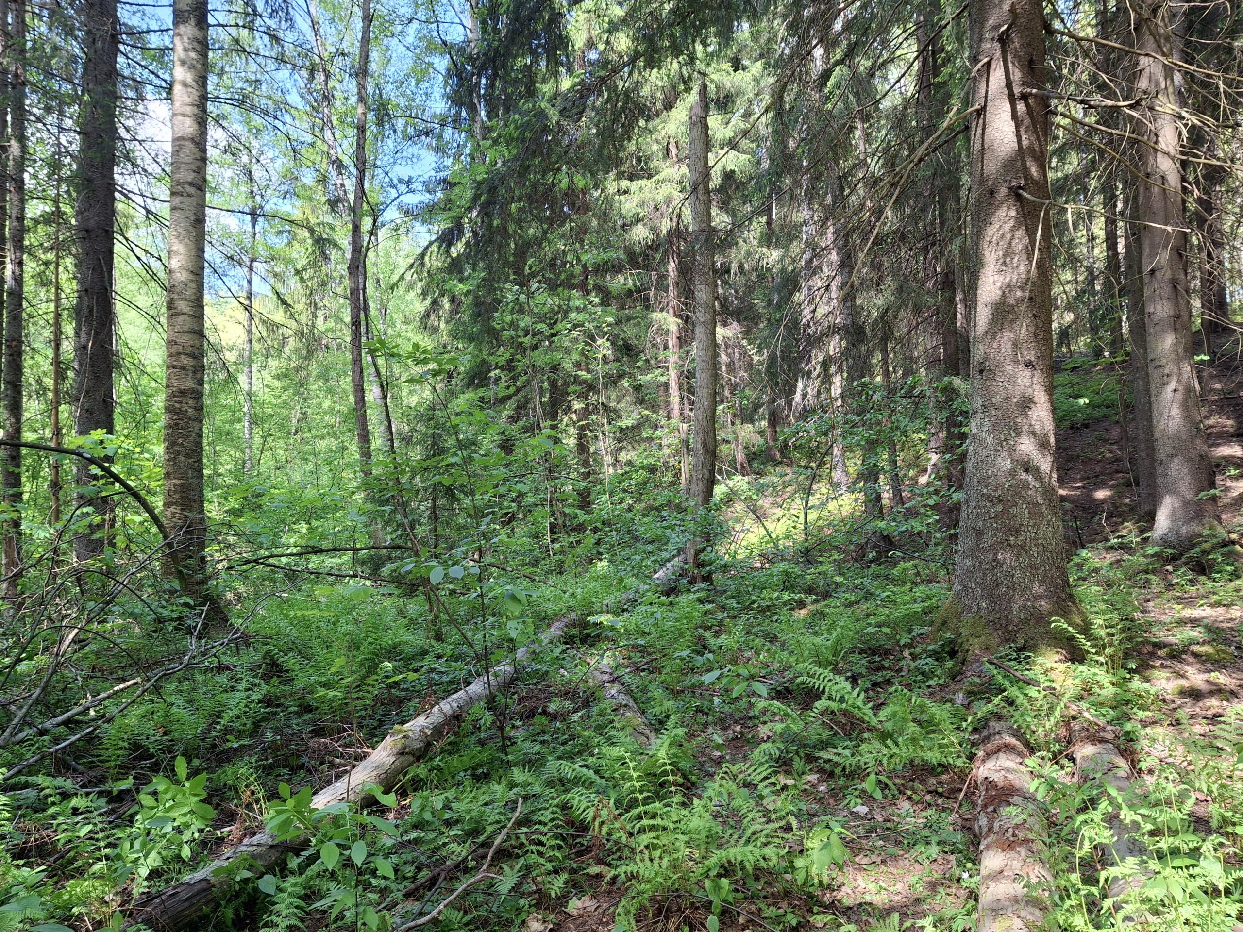 kesäistä lehtometsämaisemaa