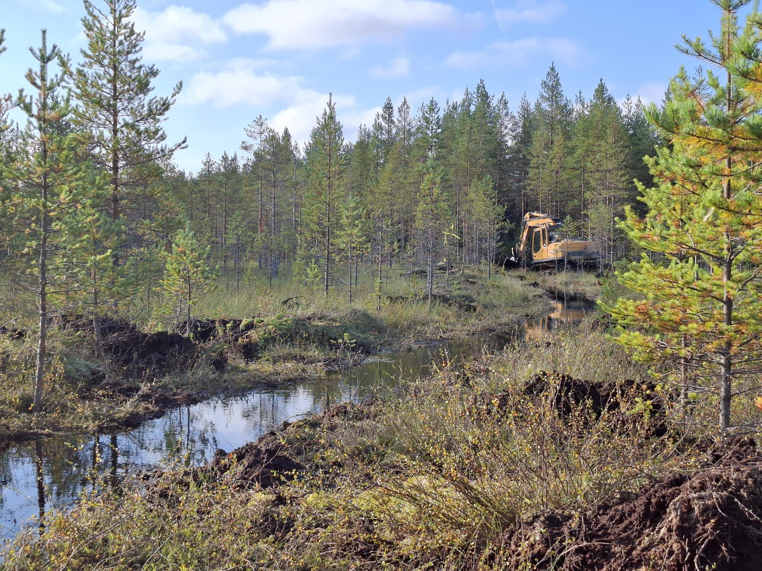 Kaivuri kaivaa uomaa Saunasuolla.