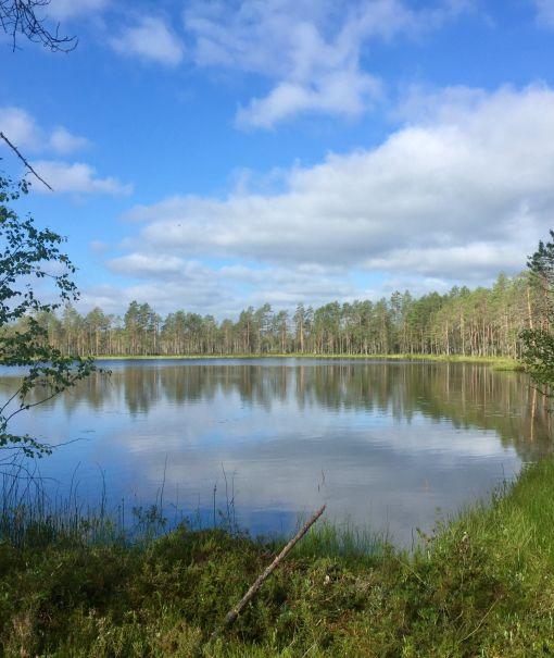 kesäinen järvimaisema jota ympäröi suometsä