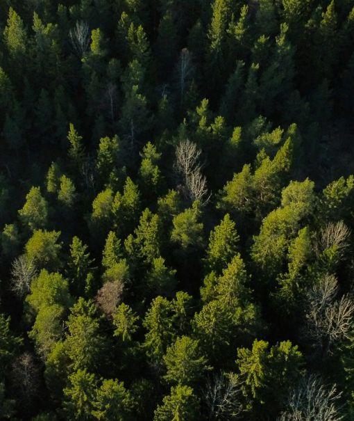 Ilmakuva keväisestä metsästä Etelä-Suomessa