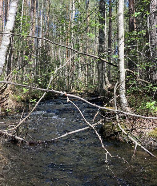 metsäuoma