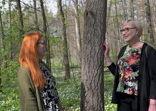 Kaksi naista seisoo keväisessä metsässä, jossa kasvaa paljon valkovuokkoja