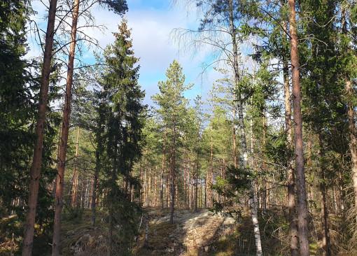 Talousmetsämaisema, kesä