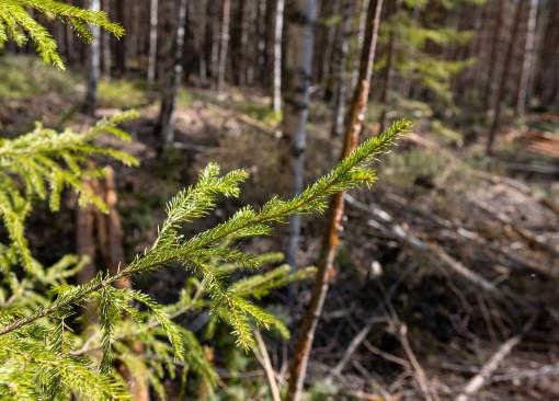 keväistä metsätyömaa maisemaa