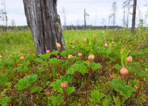 suokasvillisuutta ennallistettavalla suolla