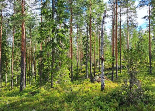 kesäistä metsämaisemaa