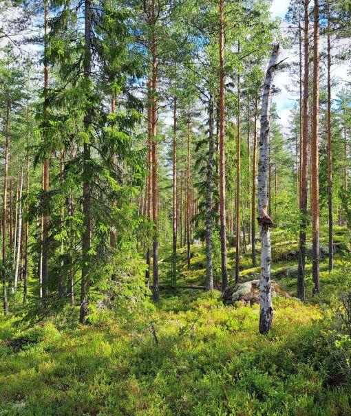 kesäistä metsämaisemaa