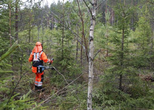 Henkilö raivaa metsää.