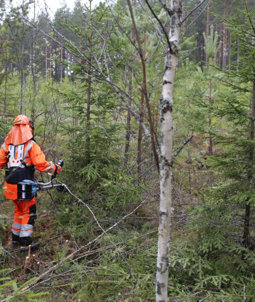 Henkilö raivaa metsää.