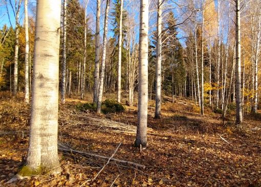 Pilppa vertailu hoitotoimien jälkeen