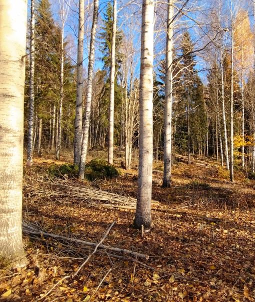 Pilppa vertailu hoitotoimien jälkeen