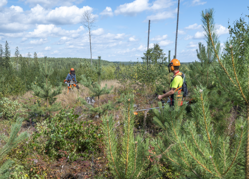 kaksi raivaajaa kesäisessä metsämaastossa