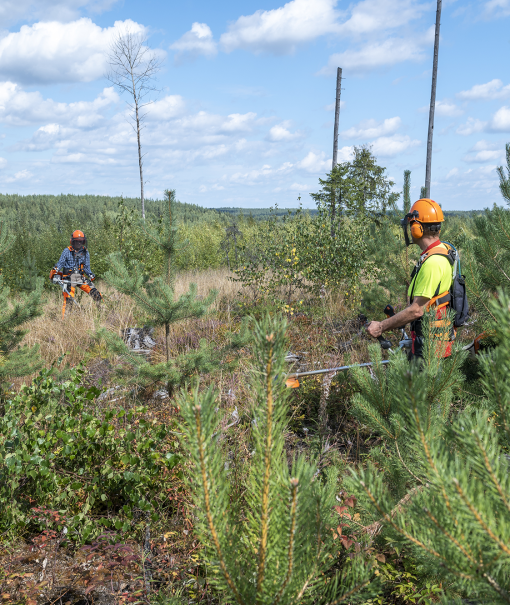 kaksi raivaajaa kesäisessä metsämaastossa