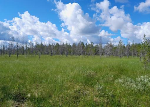 suomaisema