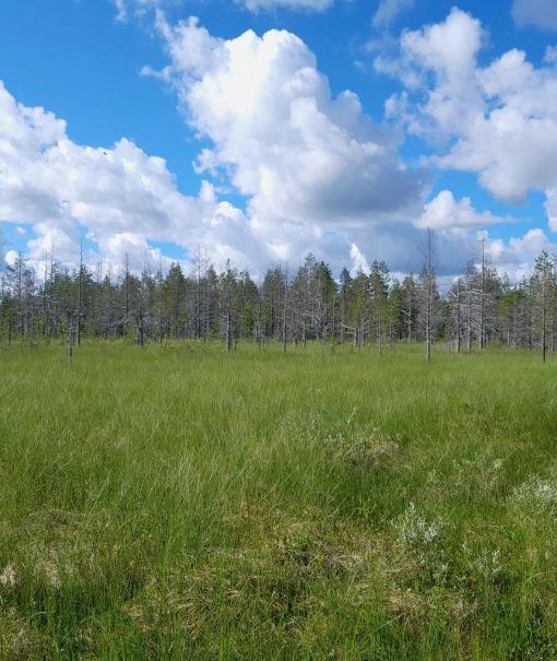 suomaisema